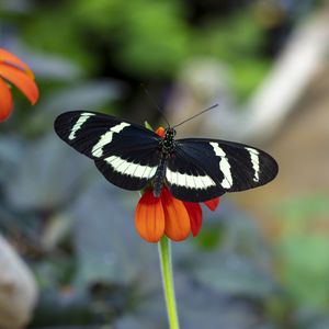 Preview wallpaper zebra heliconian, butterfly, flower, petals, macro