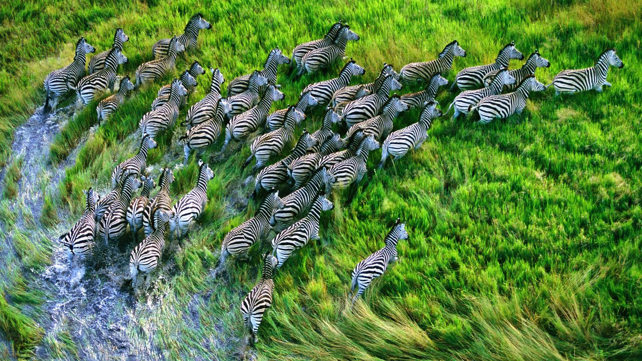 Wallpaper zebra herd, grass, running