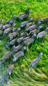 Preview wallpaper zebra herd, grass, running