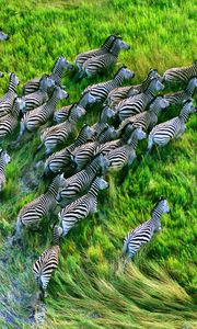 Preview wallpaper zebra herd, grass, running