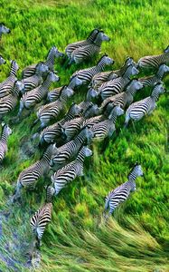 Preview wallpaper zebra herd, grass, running