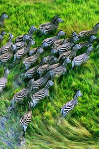 Preview wallpaper zebra herd, grass, running