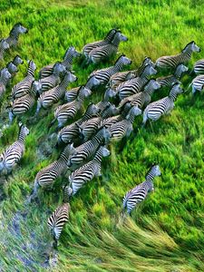 Preview wallpaper zebra herd, grass, running