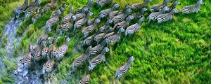 Preview wallpaper zebra herd, grass, running