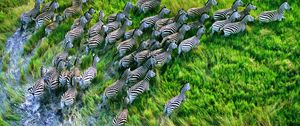 Preview wallpaper zebra herd, grass, running