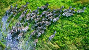 Preview wallpaper zebra herd, grass, running