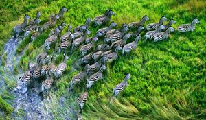 Preview wallpaper zebra herd, grass, running