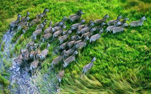 Preview wallpaper zebra herd, grass, running