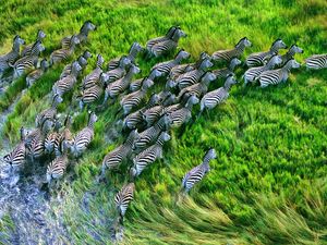 Preview wallpaper zebra herd, grass, running