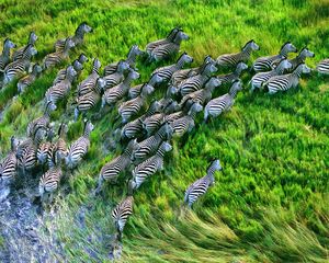 Preview wallpaper zebra herd, grass, running