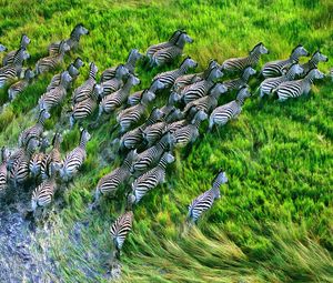 Preview wallpaper zebra herd, grass, running