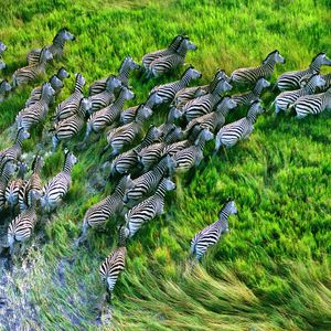 Preview wallpaper zebra herd, grass, running