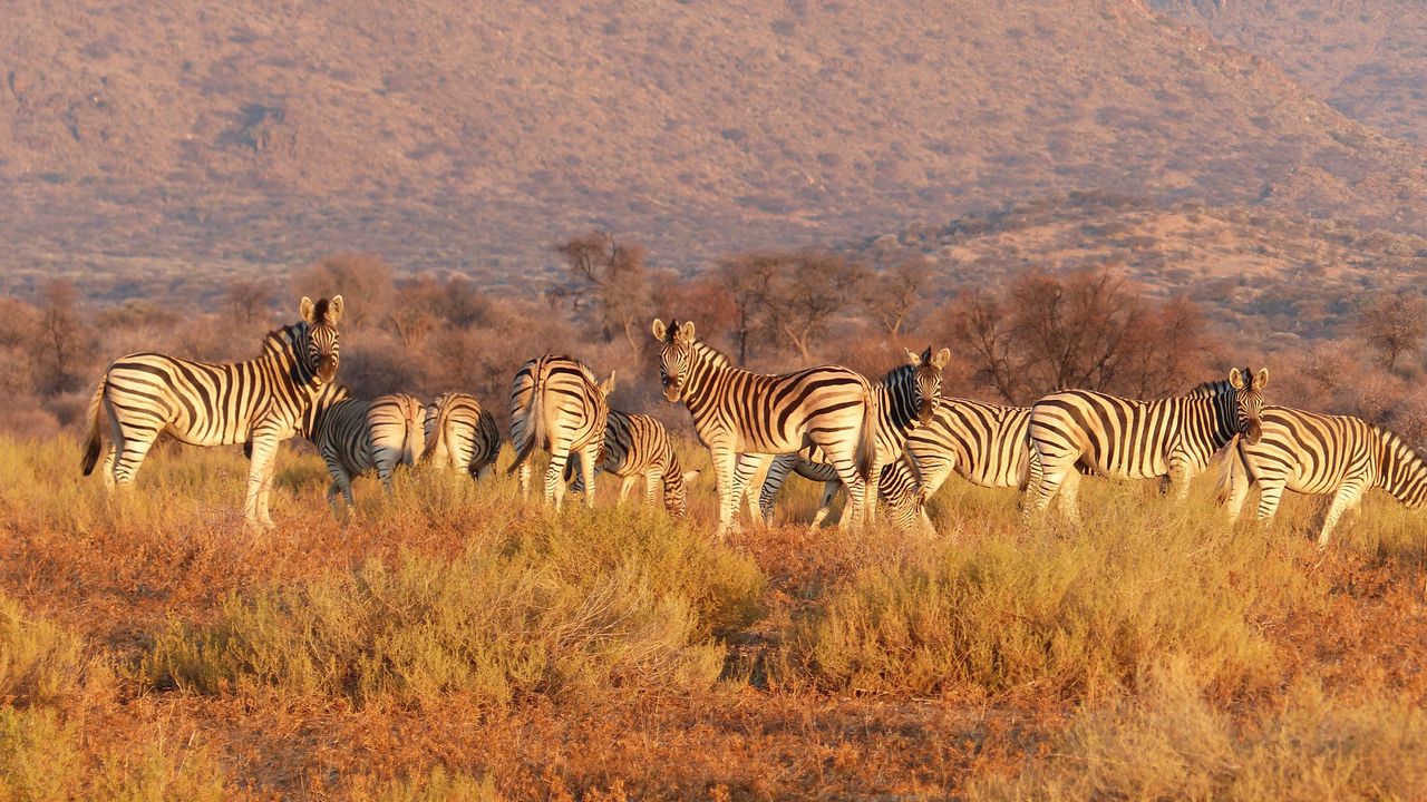 Wallpaper zebra, herd, savannah, pasture
