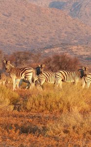 Preview wallpaper zebra, herd, savannah, pasture