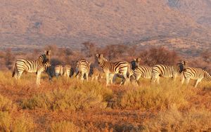 Preview wallpaper zebra, herd, savannah, pasture