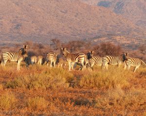 Preview wallpaper zebra, herd, savannah, pasture