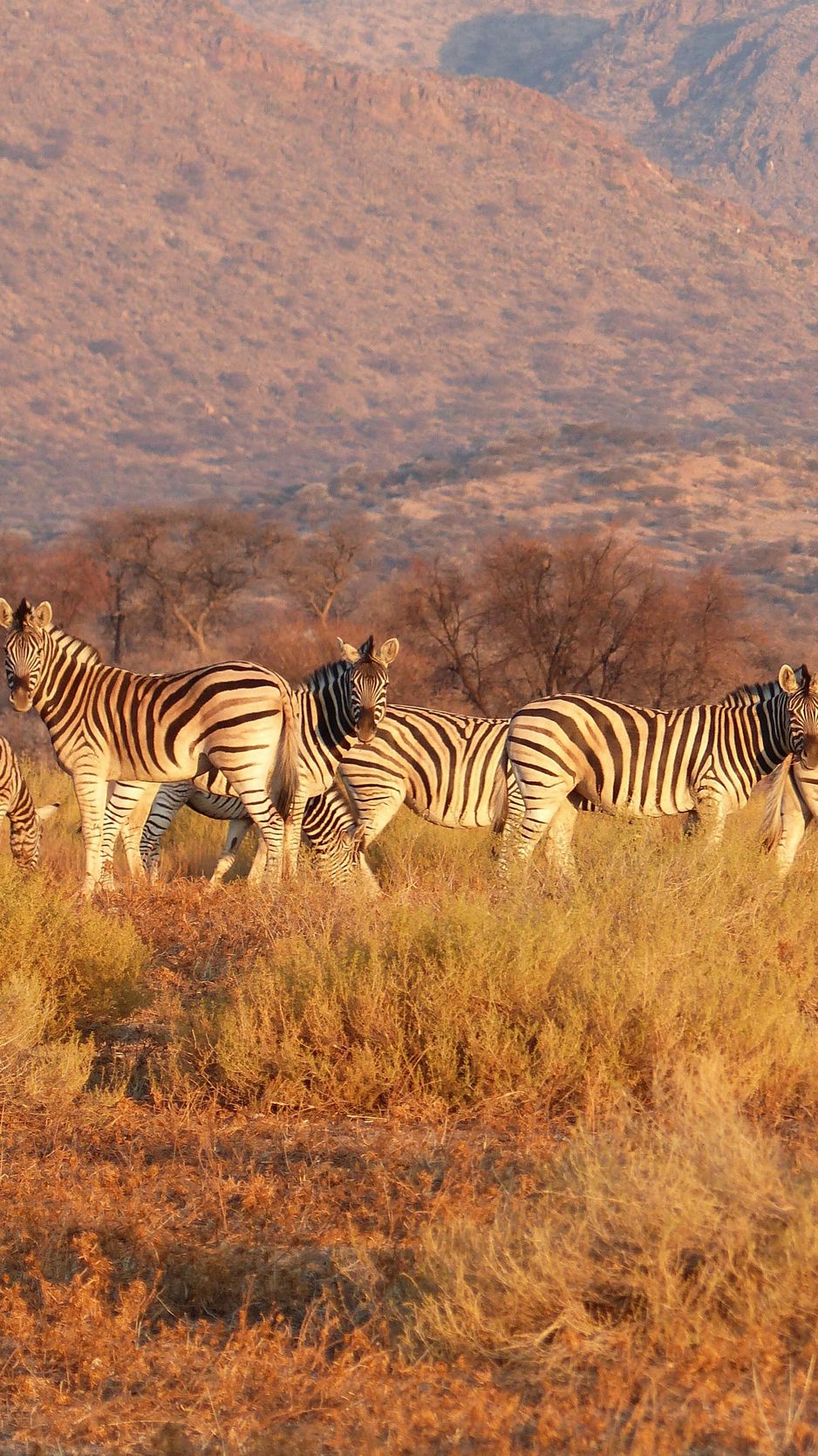 Download Wallpaper 938x1668 Zebra Herd Savannah Pasture Iphone 8 7 6s 6 For Parallax Hd Background