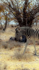 Preview wallpaper zebra, nature, africa