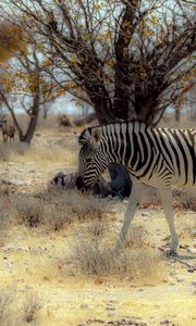 Preview wallpaper zebra, nature, africa