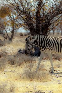 Preview wallpaper zebra, nature, africa