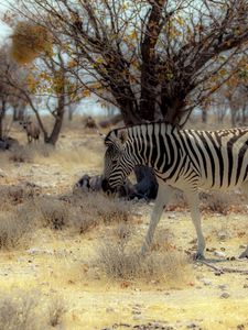 Preview wallpaper zebra, nature, africa