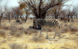 Preview wallpaper zebra, nature, africa