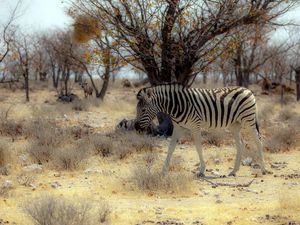 Preview wallpaper zebra, nature, africa