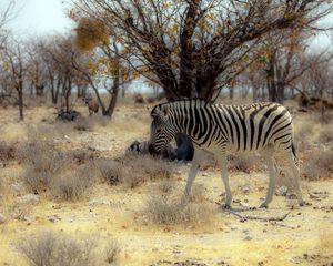 Preview wallpaper zebra, nature, africa