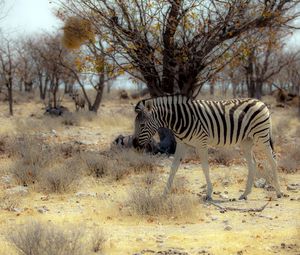 Preview wallpaper zebra, nature, africa