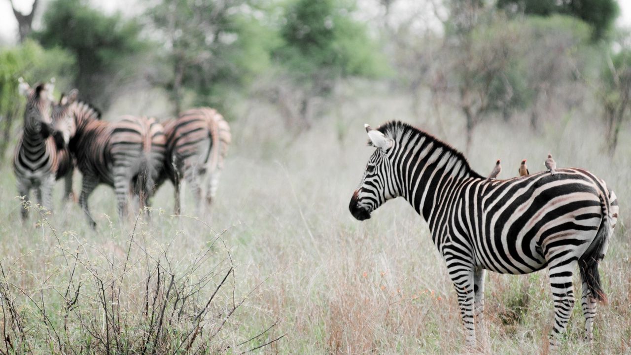 Wallpaper zebra, poultry, effect, animal, nature