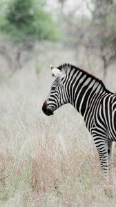 Preview wallpaper zebra, poultry, effect, animal, nature