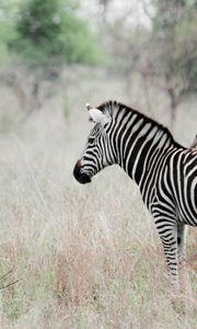 Preview wallpaper zebra, poultry, effect, animal, nature