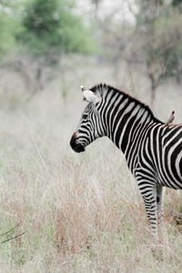 Preview wallpaper zebra, poultry, effect, animal, nature