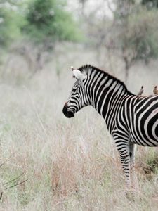 Preview wallpaper zebra, poultry, effect, animal, nature