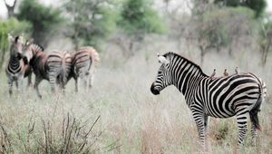 Preview wallpaper zebra, poultry, effect, animal, nature