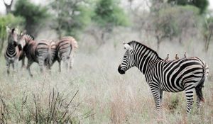 Preview wallpaper zebra, poultry, effect, animal, nature