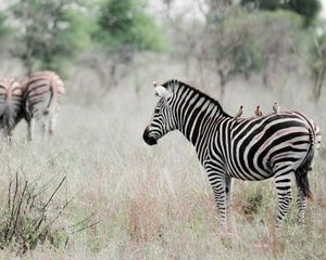 Preview wallpaper zebra, poultry, effect, animal, nature