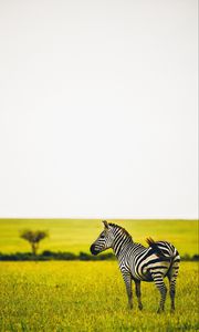 Preview wallpaper zebra, savanna, wildlife, animal, striped, greens, grass