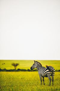 Preview wallpaper zebra, savanna, wildlife, animal, striped, greens, grass