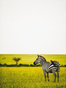 Preview wallpaper zebra, savanna, wildlife, animal, striped, greens, grass