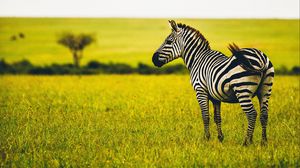Preview wallpaper zebra, savanna, wildlife, animal, striped, greens, grass