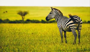 Preview wallpaper zebra, savanna, wildlife, animal, striped, greens, grass