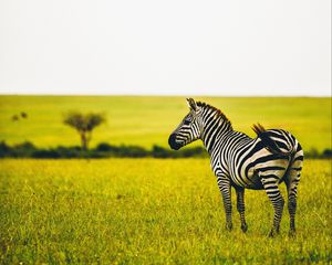 Preview wallpaper zebra, savanna, wildlife, animal, striped, greens, grass