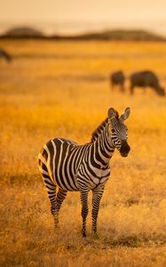 Preview wallpaper zebra, savannah, animal, wildlife