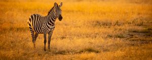 Preview wallpaper zebra, savannah, animal, wildlife