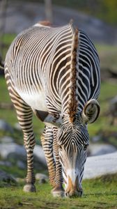 Preview wallpaper zebra, wildlife, animal, wild animal