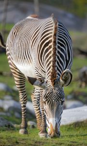 Preview wallpaper zebra, wildlife, animal, wild animal