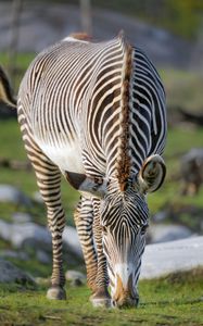 Preview wallpaper zebra, wildlife, animal, wild animal