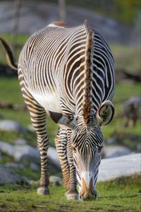 Preview wallpaper zebra, wildlife, animal, wild animal