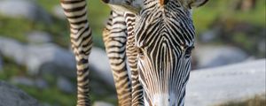 Preview wallpaper zebra, wildlife, animal, wild animal